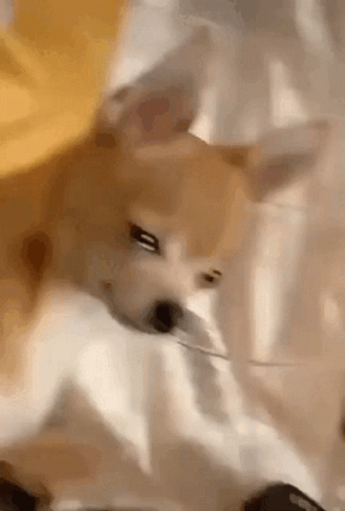 Sad Puppy With Eyes Full Of Tears GIF