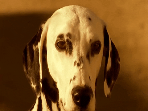 Sad Staring Dalmatian GIF
