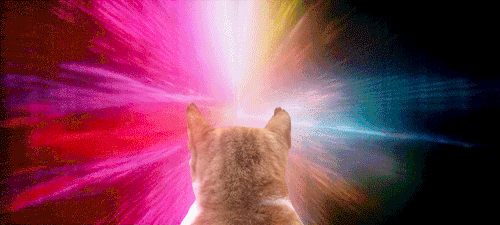 Sad Tripping Cat GIF