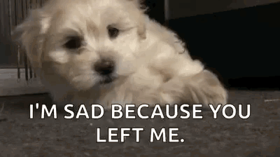 Sad White Puppy Lying on Floor