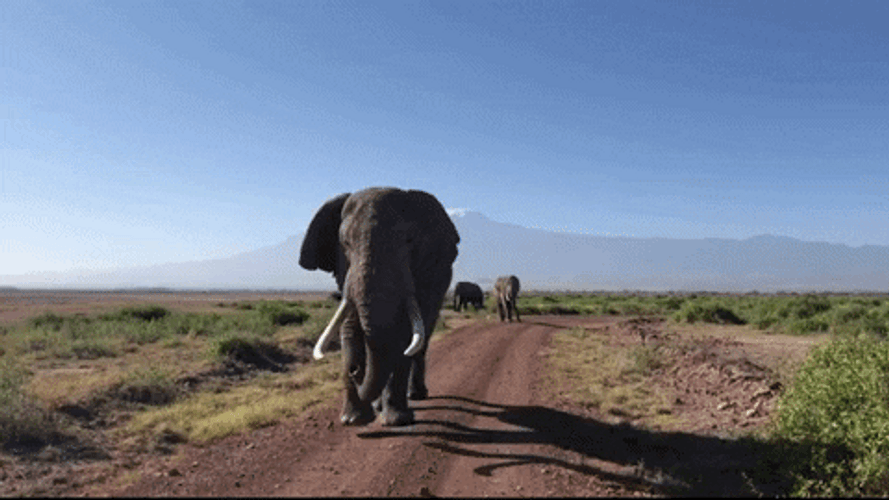Safari Elephant Animals GIF.
