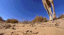 Safari Wild Giraffe GIF