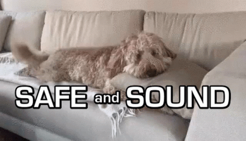 Poodle Chilling Safe And Sound GIF