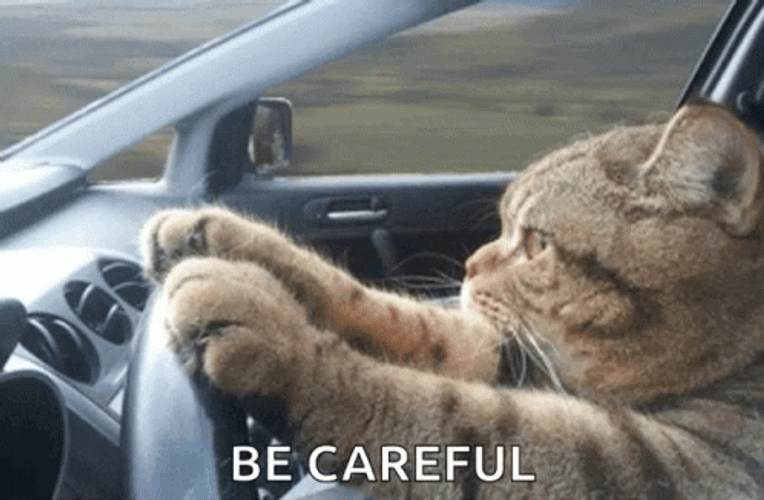 Safe Be Careful Cat Driving Meme GIF