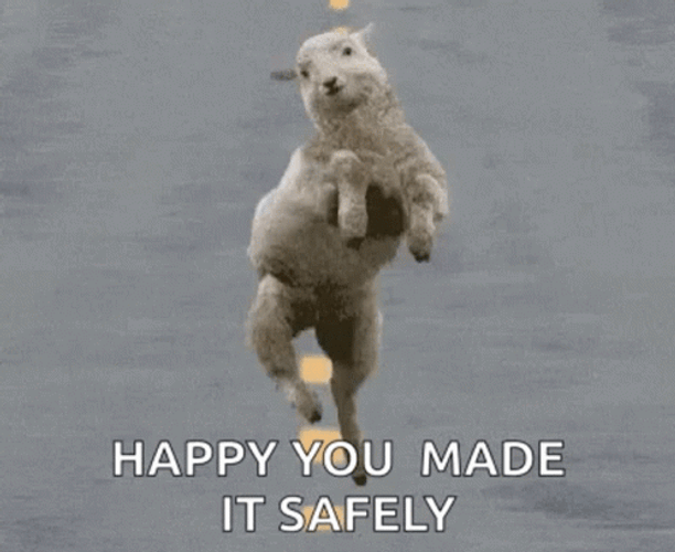 Safe Happy Dancing Sheep GIF