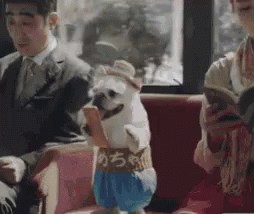Safe Travels Cute Puppy On The Train GIF