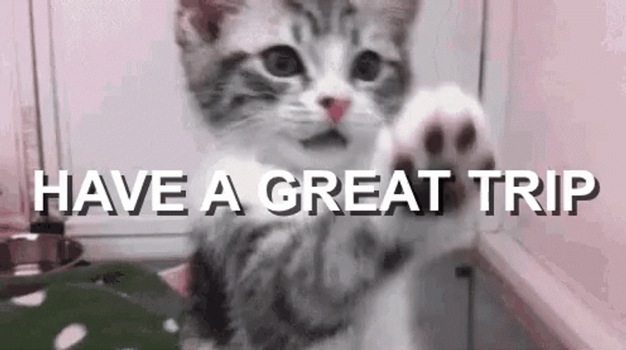 Safe Travels Cute Kitty Paw GIF
