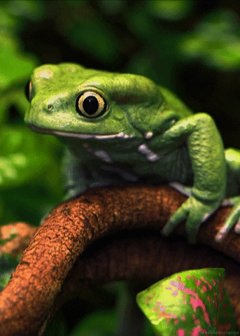 Sage Green Waxy Monkey Frog GIF