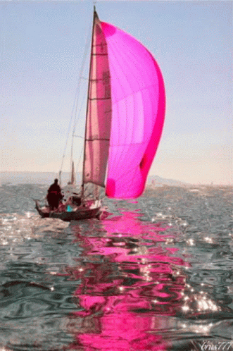 Sailing Boat With Pink Mainsail GIF