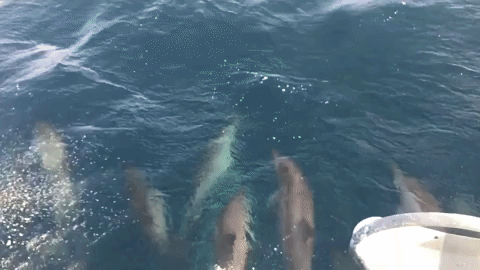 Saint Lucia Dolphins GIF