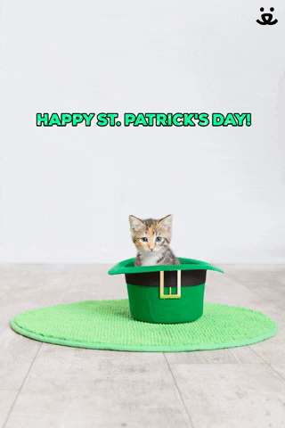 Saint Patricks Day Cute Cat I Hat GIF