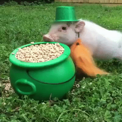 Saint Patricks Day Piggy Devouring Pot Of Oats GIF