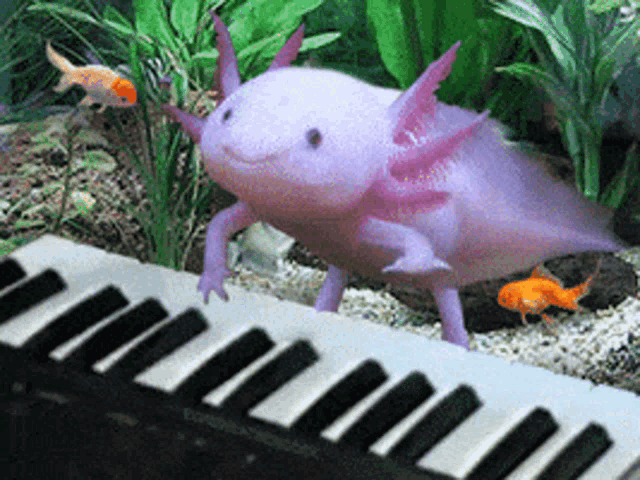 Salamander Piano Gif GIF