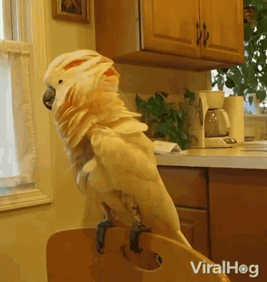 Salmon-crested Cockatoo Bird Twisting Head In Circle GIF