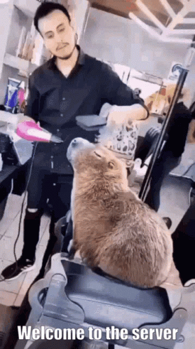 Salon Hair Care Capybara Meme GIF