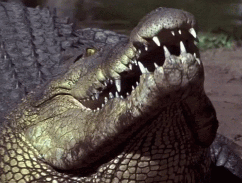 Saltwater Crocodile Chew GIF