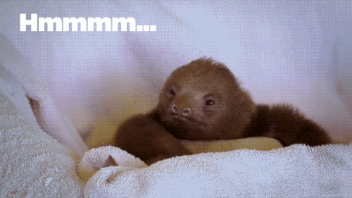 Sam Ponder Sloth Hmm Fascinating GIF