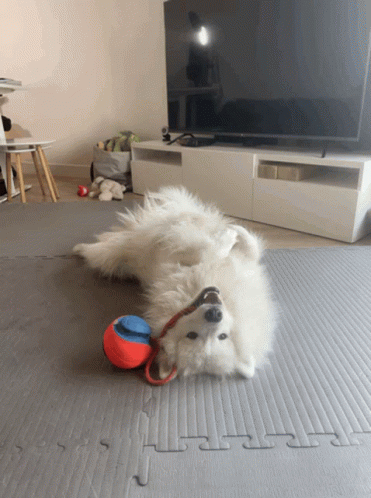 Samoyed Dog Chewing Toy GIF