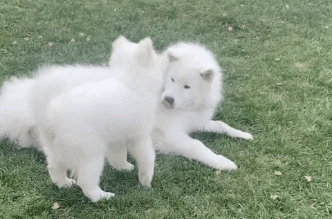 Samoyed Dogs Playing Outside GIF