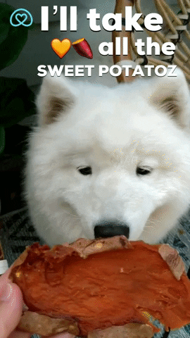 Samoyed Eating Sweet Potato GIF