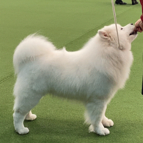 Samoyed Getting Treats GIF