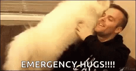 Samoyed Giving Emergency Hugs GIF