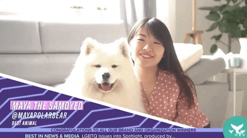 Samoyed Poses For Camera GIF
