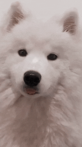 Samoyed Ptsd Dog GIF