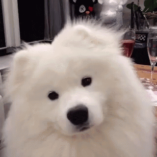 Samoyed Puppy Gif GIF