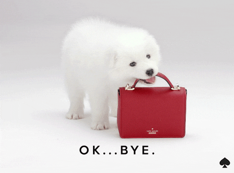 Samoyed Puppy Snatching Bag GIF