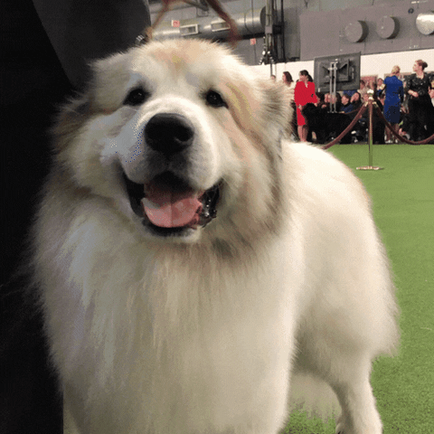 Samoyed Ready For Dog Show GIF