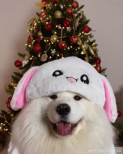 Samoyed With Bear Hat GIF