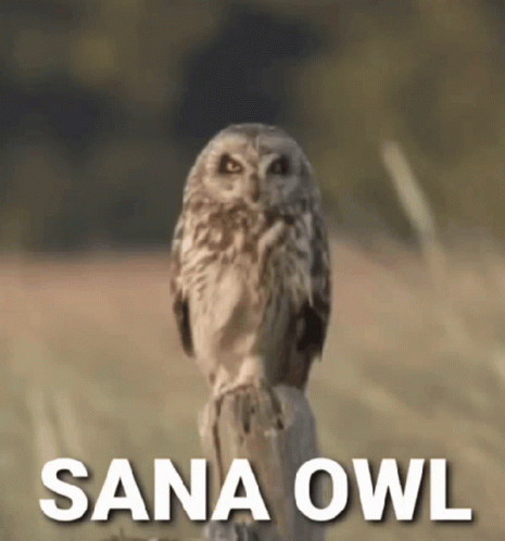 Sana Owl Sitting on Fence Post in Field