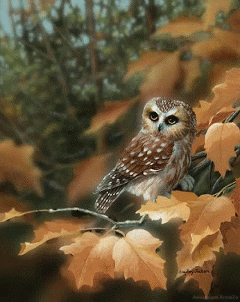 Sana Owl Sitting on Fence Post in Field