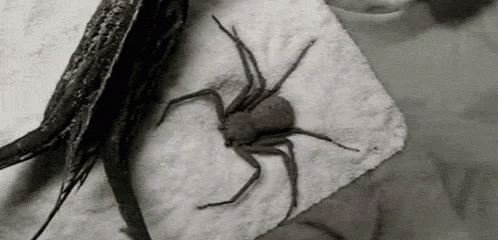 Sand Spider Jumpscare Burying GIF