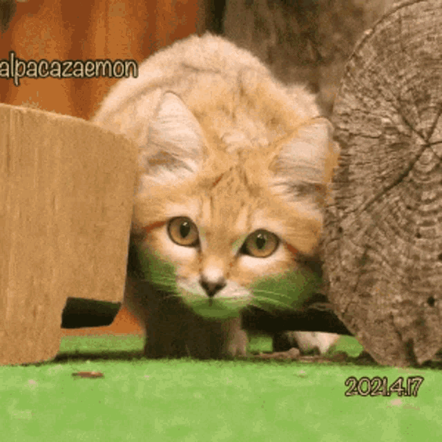 Sandcat Dm4uz3 Gif GIF