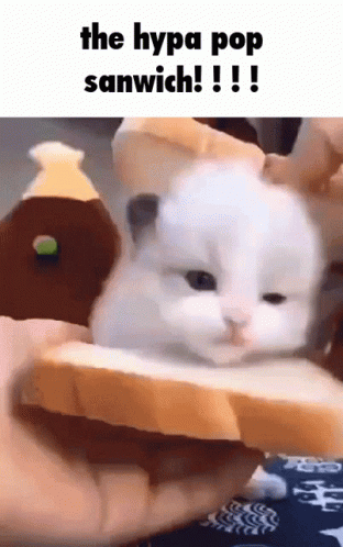 Sandwich El Gato Meme GIF