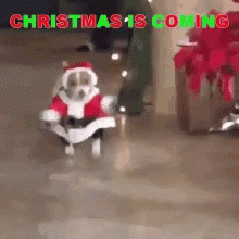 Santa Dog Christmas Is Coming Meme GIF