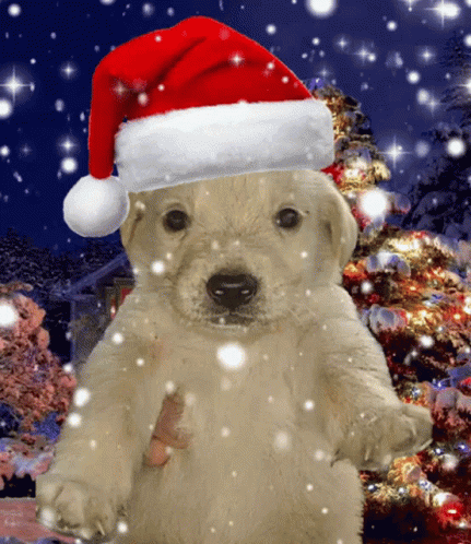 Santa Dog Christmas Meme GIF