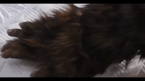 Sasquatch Hairy Hand Mattress Check GIF