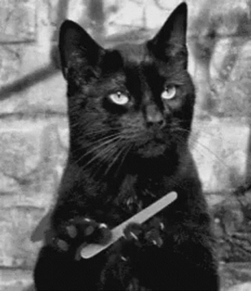 Sassy Black Cat Shaping Nails GIF