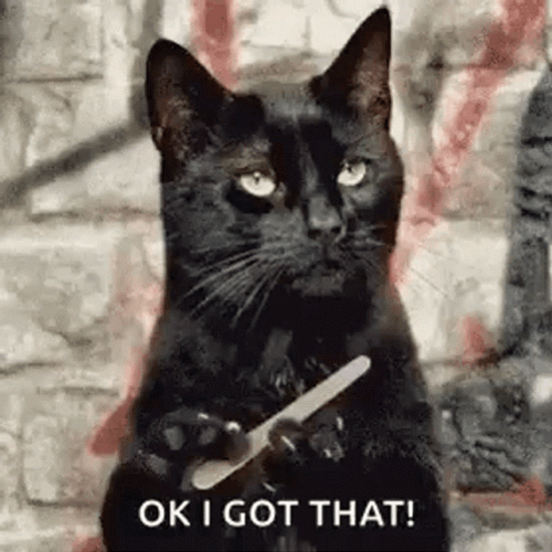 Sassy Cat Ok I Got It GIF