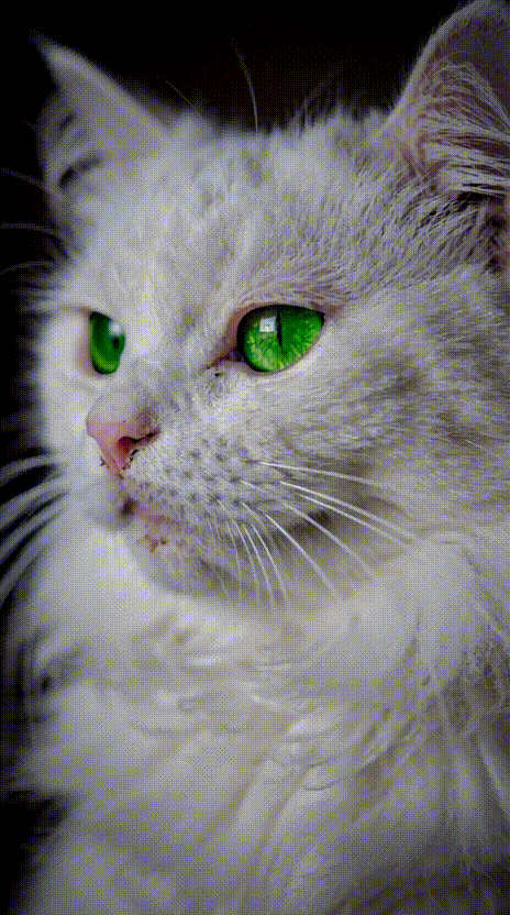 Sassy Disapproval