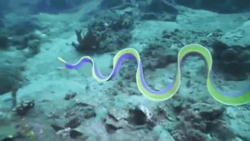 Satisfying Ribbon Eel GIF