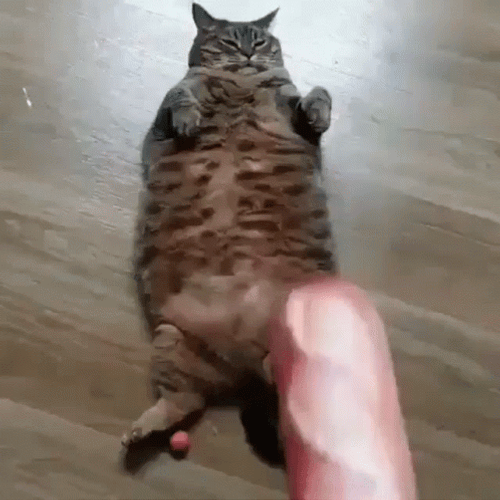 Sausage Toy For Cats GIF