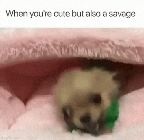 Savage 498 X 487 Gif GIF