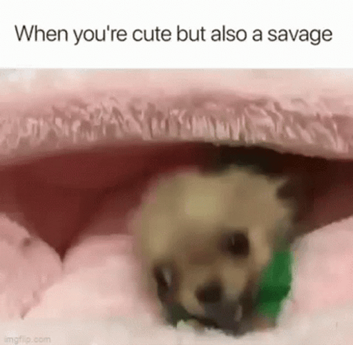 Savage Tea Cup Puppy GIF
