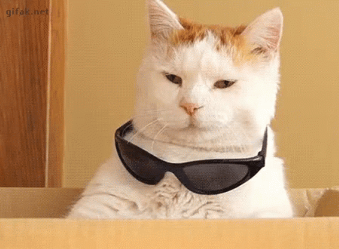 Savage White Cat GIF