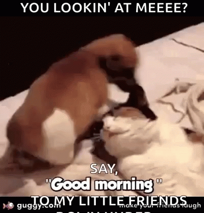Say Hello To My Little Friend Bagging Puppy GIF