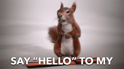 Say Hello To My Little Friend Squirrel GIF